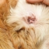 Pulisci le orecchie del tuo cane