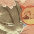 Pulisci le orecchie del tuo gatto
