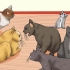 Riconoscere i segni di abuso di gatti