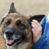 Misurare la temperatura del tuo cane senza usare un termometro