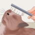 Rendi il pelo del tuo gatto morbido e lucente