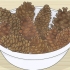 Conservazione delle pigne