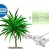 Dracena della potatura