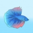 Formare un legame con il tuo pesce betta
