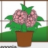 Prendersi cura di una begonia