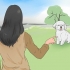 Allenare un bichon frisé