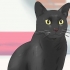 Identificazione di un gatto bombay