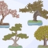 Crescere e prendersi cura di un bonsai