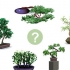 Coltivare un albero di bonsai