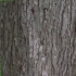 Tocca un albero per lo sciroppo d'acero