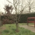 Pota un albero