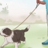 Addestrare un cucciolo di border collie