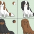 La scelta di un cavalier king charles spaniel