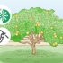 Potare un albero di limoni