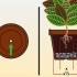 Prendersi cura di un croton