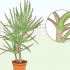 Prendersi cura di una dracaena