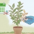 Potare un ficus