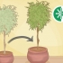 Rinvasare un albero di ficus