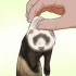 Addestrare un furetto a non mordere
