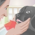 Trattare un dente rotto in un cane
