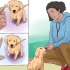 Addestrare un cucciolo di golden retriever