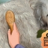 Toelettatura di un goldendoodle