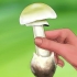 Riconoscere una manite tuberosa verde