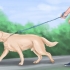 Calmare un grosso cane giocoso