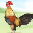 Fai smettere di cantare un gallo