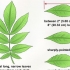 Identificazione di un albero di noce