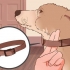 Come non addestrare un cane a tirare