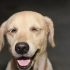 Come impedire a un cane di saltare addosso alle persone