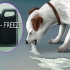 Fai vomitare un cane