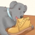 Come fare in modo che un cane smetta di mangiare terra