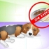 Come curare un cane dal mal di stomaco