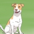 La scelta di un cucciolo di jack russell