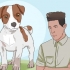 Mantenere un jack russell terrier felice