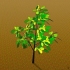 Trapiantare un giovane albero