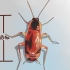 Riconoscere uno scarafaggio