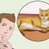 Coccolare un gatto