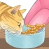 Fai smettere di miagolare un gatto