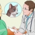 Medicare un gatto