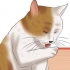 Controllare un gatto per le pulci