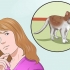 Addestrare un gatto per essere al sicuro fuori ed essere un buon topo
