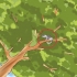 Far uscire un gatto da un albero