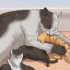 Allevare un gattino