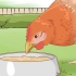 Curare un pollo dall'angoscia di posa