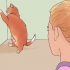 Calmare un gatto in calore