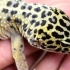 Un geco leopardo che non si nutre