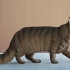 Identificazione di un maine coon